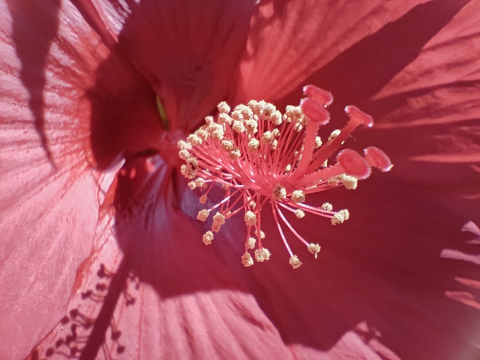 Die Nahaufnahmen mit der Makrokamera des 10T sind qualitativ schlecht. (Bild: Tobias Költzsch/Golem.de)